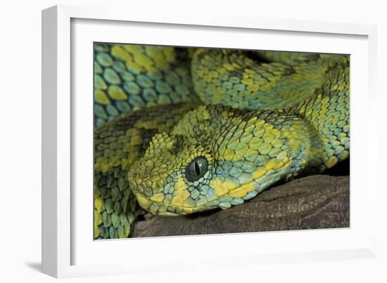 Mt Rungwe Bush Viper-null-Framed Photographic Print