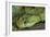 Mt Rungwe Bush Viper-null-Framed Photographic Print