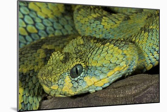 Mt Rungwe Bush Viper-null-Mounted Photographic Print