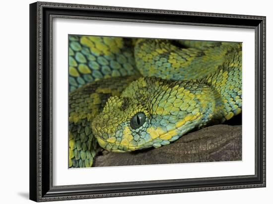 Mt Rungwe Bush Viper-null-Framed Photographic Print