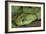 Mt Rungwe Bush Viper-null-Framed Photographic Print