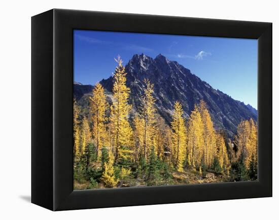 Mt. Stuart with Golden Larch Trees, Alpine Lakes Wilderness, Washington, USA-Jamie & Judy Wild-Framed Premier Image Canvas