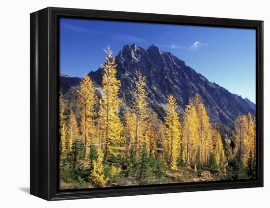 Mt. Stuart with Golden Larch Trees, Alpine Lakes Wilderness, Washington, USA-Jamie & Judy Wild-Framed Premier Image Canvas