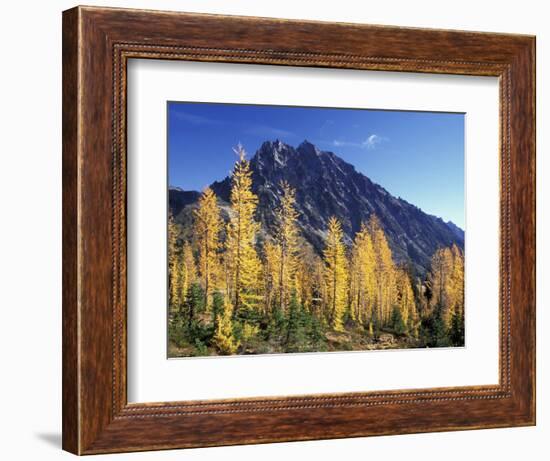 Mt. Stuart with Golden Larch Trees, Alpine Lakes Wilderness, Washington, USA-Jamie & Judy Wild-Framed Photographic Print