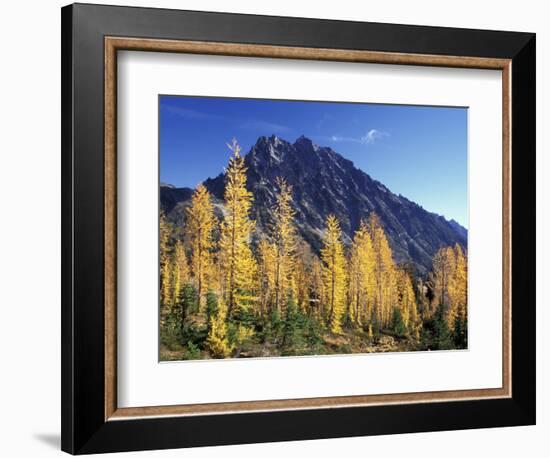 Mt. Stuart with Golden Larch Trees, Alpine Lakes Wilderness, Washington, USA-Jamie & Judy Wild-Framed Photographic Print