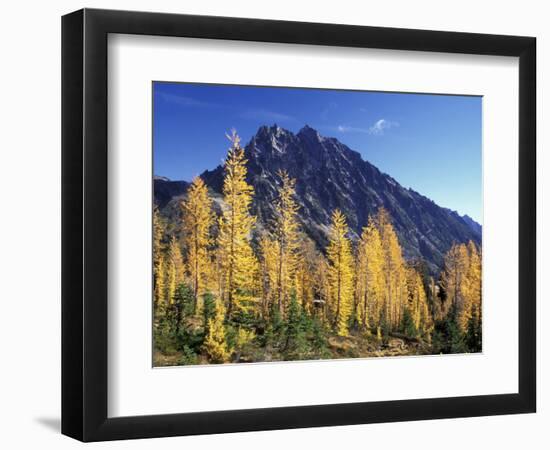 Mt. Stuart with Golden Larch Trees, Alpine Lakes Wilderness, Washington, USA-Jamie & Judy Wild-Framed Photographic Print