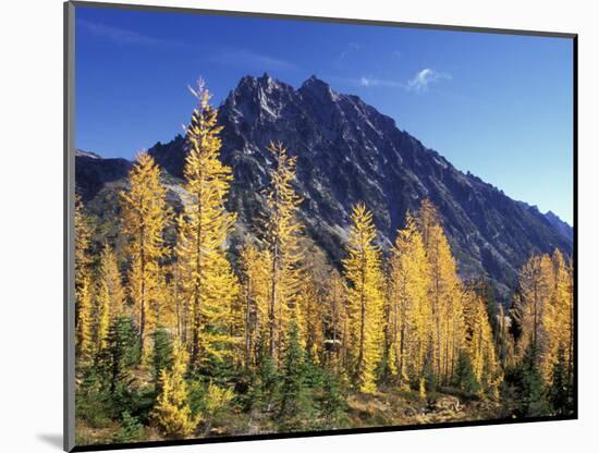 Mt. Stuart with Golden Larch Trees, Alpine Lakes Wilderness, Washington, USA-Jamie & Judy Wild-Mounted Photographic Print