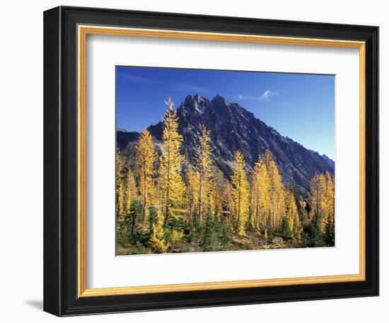 Mt. Stuart with Golden Larch Trees, Alpine Lakes Wilderness, Washington, USA-Jamie & Judy Wild-Framed Photographic Print