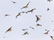 Large Group of Red Kites (Milvus Milvus) in Flight, Powys, Rhayader, Wales, UK-Mu?oz-Photographic Print
