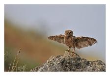 I Can Fly!!!-Muayad Amer-Photographic Print