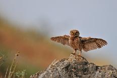 I Can Fly!!!-Muayad Amer-Photographic Print