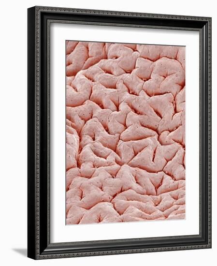 Mucous Membrane from Colon of a Rat-Micro Discovery-Framed Photographic Print