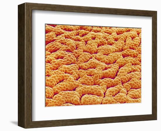 Mucous Membrane from Stomach of a Rat-Micro Discovery-Framed Photographic Print