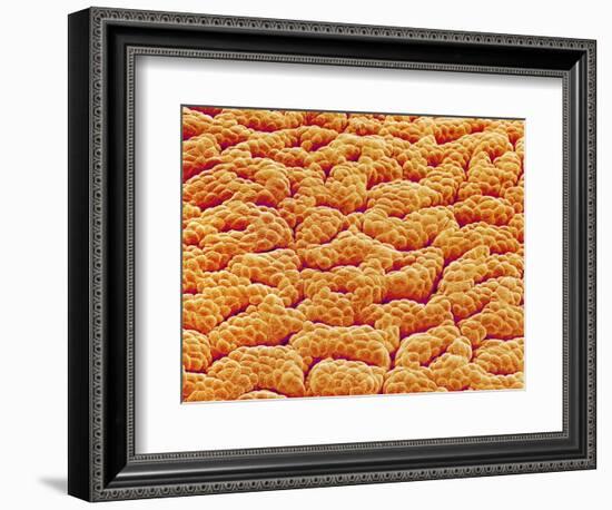 Mucous Membrane from Stomach of a Rat-Micro Discovery-Framed Photographic Print