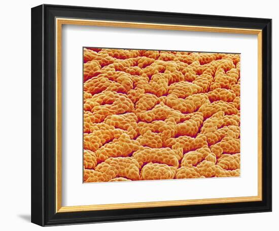 Mucous Membrane from Stomach of a Rat-Micro Discovery-Framed Photographic Print