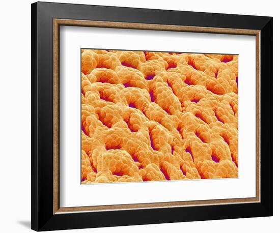 Mucous Membrane from Stomach of a Rat-Micro Discovery-Framed Photographic Print