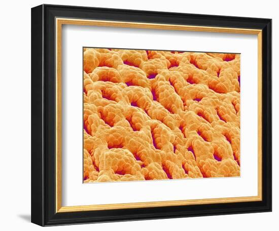 Mucous Membrane from Stomach of a Rat-Micro Discovery-Framed Photographic Print