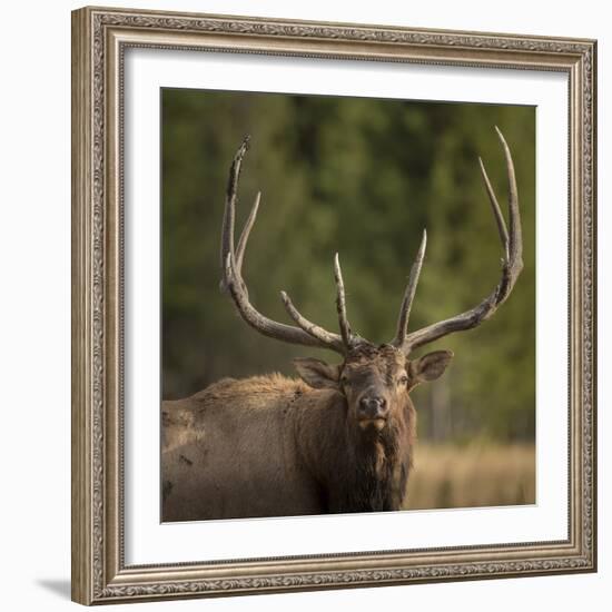 Mud Covered Antlers , Rut, Cervus Elaphus, Madison River, Yellowstone National Park, Wyoming-Maresa Pryor-Framed Photographic Print