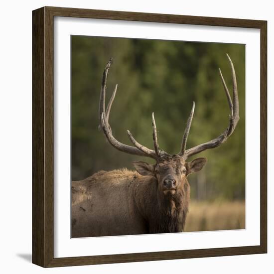 Mud Covered Antlers , Rut, Cervus Elaphus, Madison River, Yellowstone National Park, Wyoming-Maresa Pryor-Framed Photographic Print