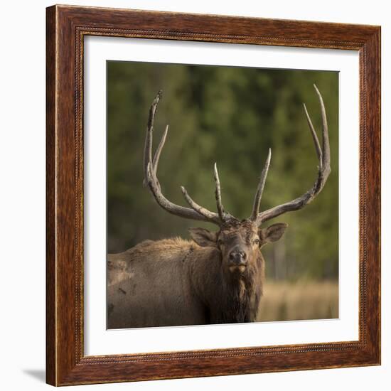 Mud Covered Antlers , Rut, Cervus Elaphus, Madison River, Yellowstone National Park, Wyoming-Maresa Pryor-Framed Photographic Print