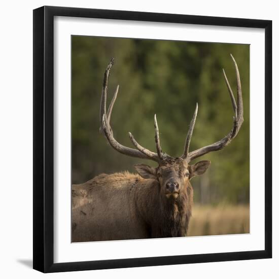 Mud Covered Antlers , Rut, Cervus Elaphus, Madison River, Yellowstone National Park, Wyoming-Maresa Pryor-Framed Photographic Print