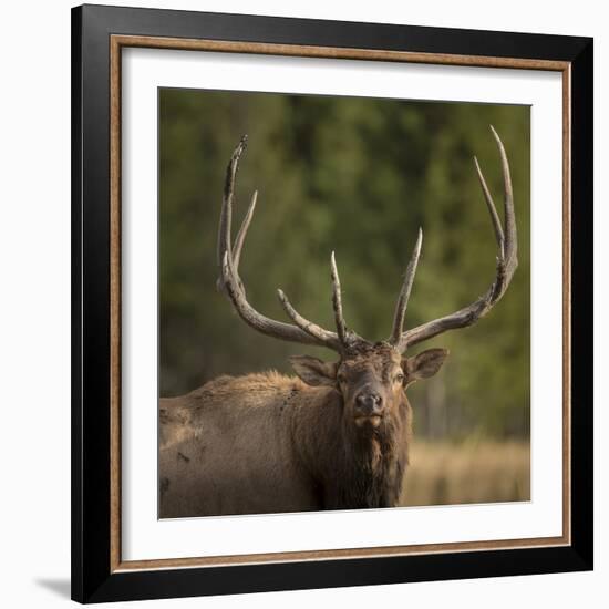 Mud Covered Antlers , Rut, Cervus Elaphus, Madison River, Yellowstone National Park, Wyoming-Maresa Pryor-Framed Photographic Print