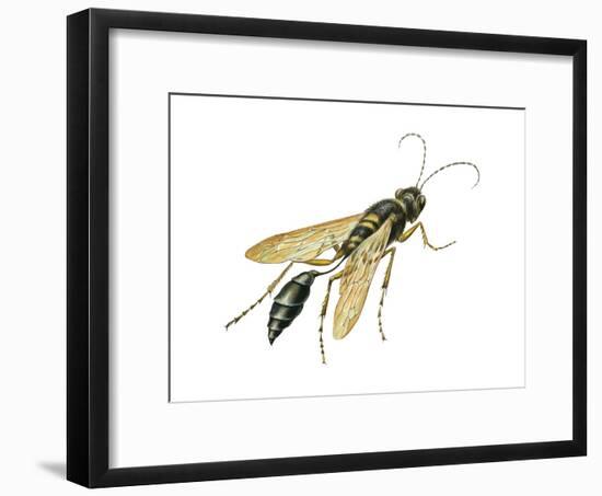 Mud Dauber (Crabronidae), Wasp, Insects-Encyclopaedia Britannica-Framed Art Print