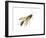 Mud Dauber (Crabronidae), Wasp, Insects-Encyclopaedia Britannica-Framed Art Print