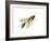 Mud Dauber (Crabronidae), Wasp, Insects-Encyclopaedia Britannica-Framed Art Print