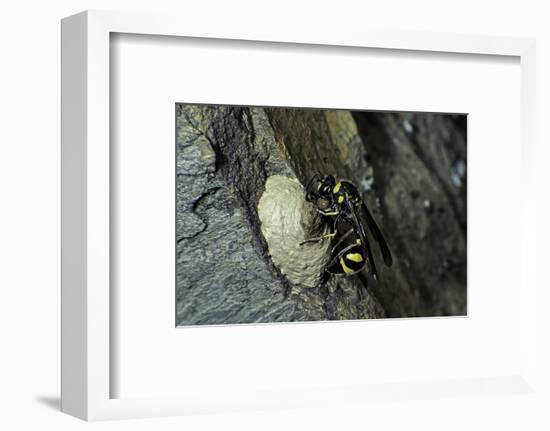 Mud Dauber Wasp Building its Nest-Paul Starosta-Framed Photographic Print