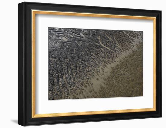 Mud Patterns on Beach. East Guyana-Pete Oxford-Framed Photographic Print