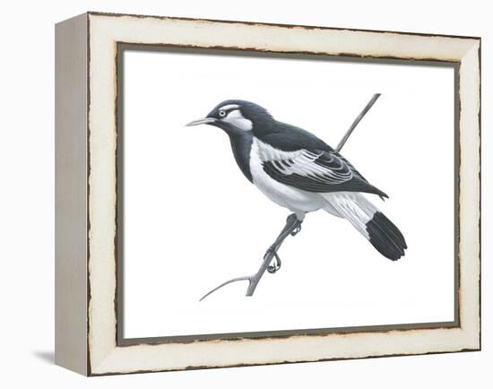 Mudlark (Grallina Cyanoleuca), Birds-Encyclopaedia Britannica-Framed Stretched Canvas