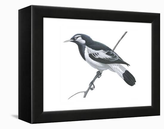 Mudlark (Grallina Cyanoleuca), Birds-Encyclopaedia Britannica-Framed Stretched Canvas