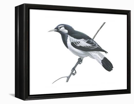 Mudlark (Grallina Cyanoleuca), Birds-Encyclopaedia Britannica-Framed Stretched Canvas