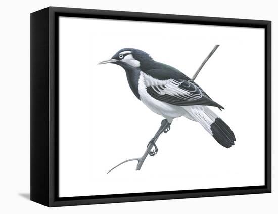 Mudlark (Grallina Cyanoleuca), Birds-Encyclopaedia Britannica-Framed Stretched Canvas