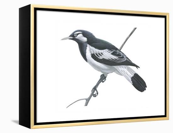 Mudlark (Grallina Cyanoleuca), Birds-Encyclopaedia Britannica-Framed Stretched Canvas