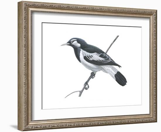 Mudlark (Grallina Cyanoleuca), Birds-Encyclopaedia Britannica-Framed Art Print
