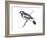 Mudlark (Grallina Cyanoleuca), Birds-Encyclopaedia Britannica-Framed Art Print