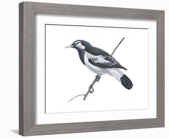 Mudlark (Grallina Cyanoleuca), Birds-Encyclopaedia Britannica-Framed Art Print