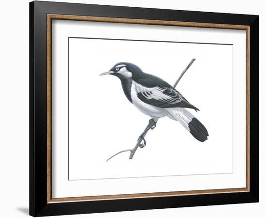 Mudlark (Grallina Cyanoleuca), Birds-Encyclopaedia Britannica-Framed Art Print