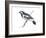 Mudlark (Grallina Cyanoleuca), Birds-Encyclopaedia Britannica-Framed Art Print