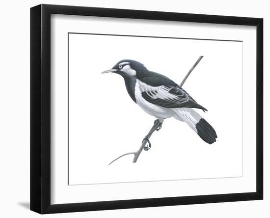 Mudlark (Grallina Cyanoleuca), Birds-Encyclopaedia Britannica-Framed Art Print