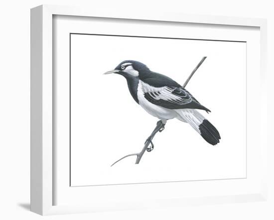 Mudlark (Grallina Cyanoleuca), Birds-Encyclopaedia Britannica-Framed Art Print