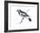 Mudlark (Grallina Cyanoleuca), Birds-Encyclopaedia Britannica-Framed Art Print