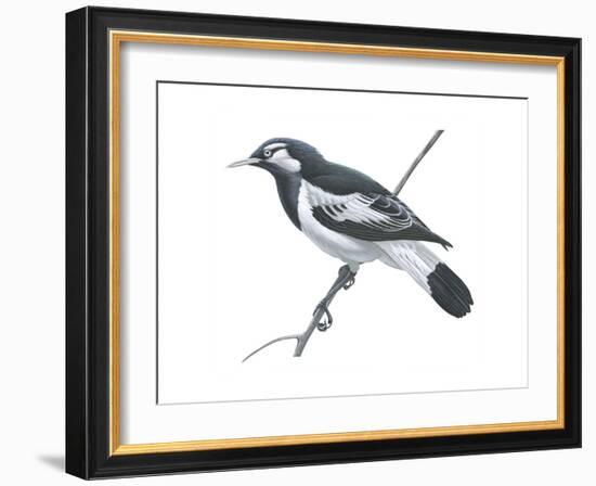 Mudlark (Grallina Cyanoleuca), Birds-Encyclopaedia Britannica-Framed Art Print