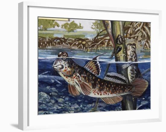 Mudskipper (Pteriophthalmus Chrysospilos), Gobiidae, Drawing-null-Framed Giclee Print