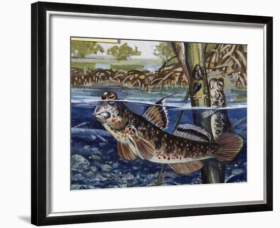 Mudskipper (Pteriophthalmus Chrysospilos), Gobiidae, Drawing-null-Framed Giclee Print