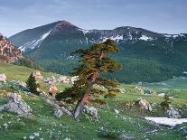 Bosnian Pine (Pinus Leucodermis - Heldreichii) in Rock Strewn Landscape, Pollino, Basilicata, Italy-Müller-Photographic Print