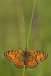 Glanville Fritillary Butterfly (Melitaea Cinxia) on Grass, Pollino Np, Basilicata, Italy, May-Müller-Premier Image Canvas