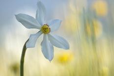 Poet's Daffodil (Narcissus Poeticus) in Flower, Sibillini Np, Italy, May 2009-Müller-Photographic Print